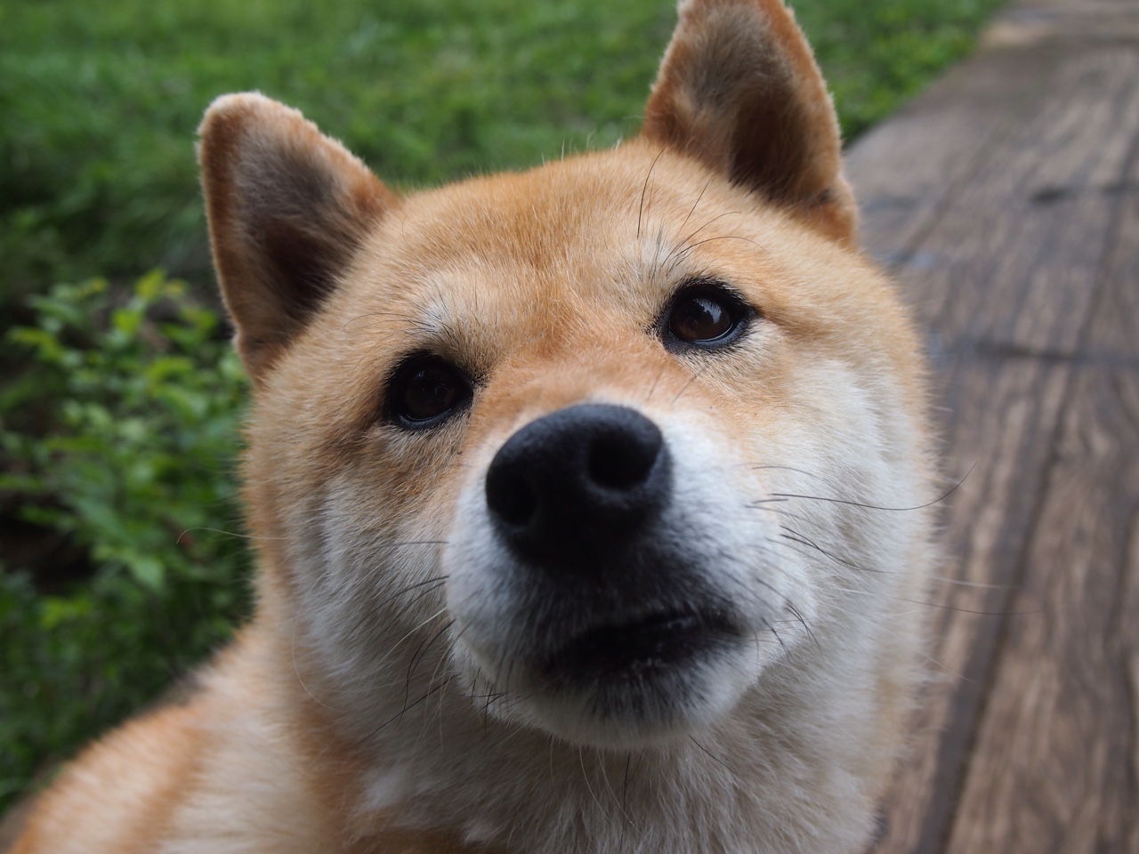 地平线上最后一个浪涌，卡马文加在2026年世界杯之夜的终极审判