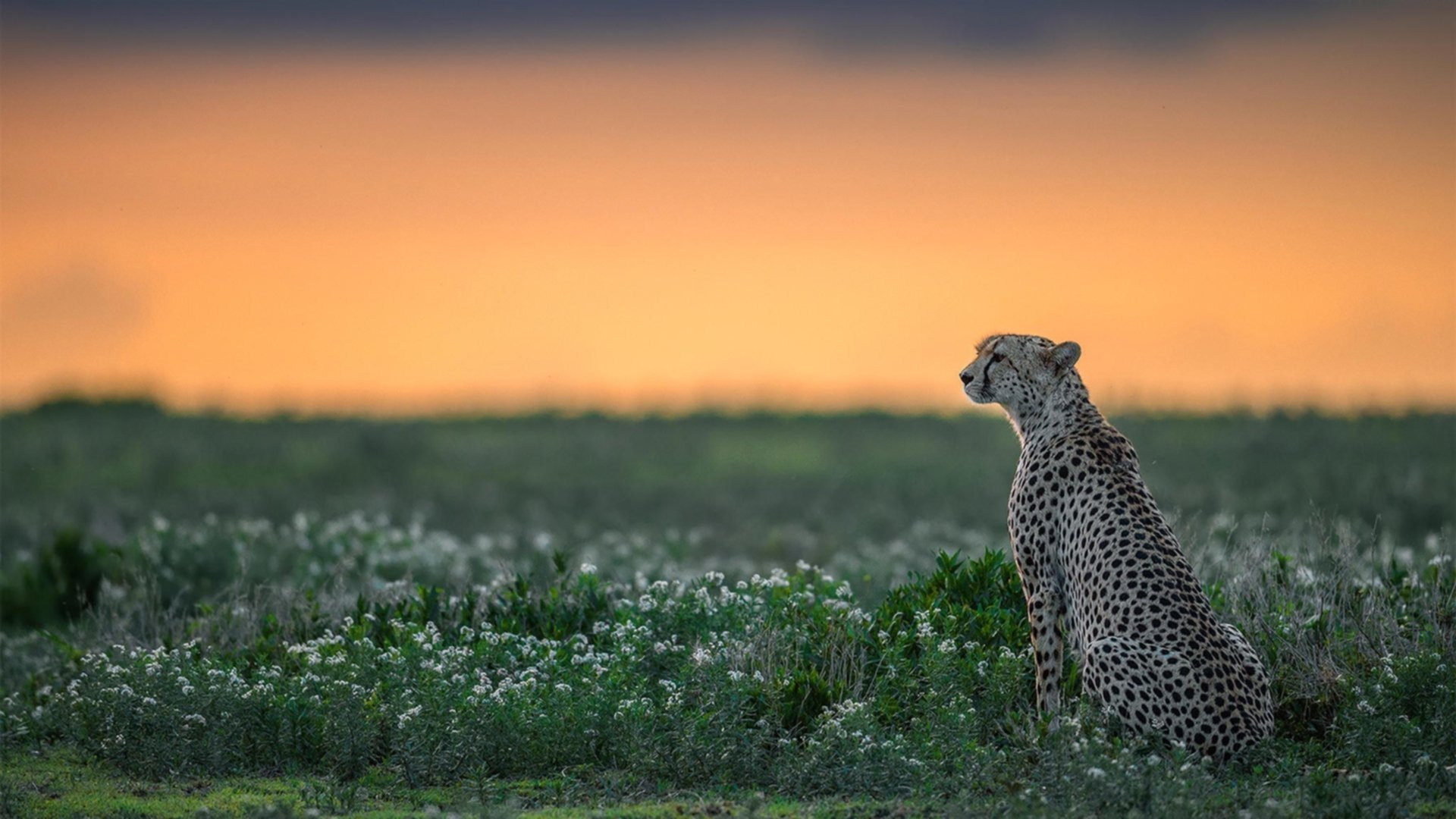 开云官网-潮涌钱塘江，杰伦·格林一锤定音！浙江队强压山西锁定关键胜局