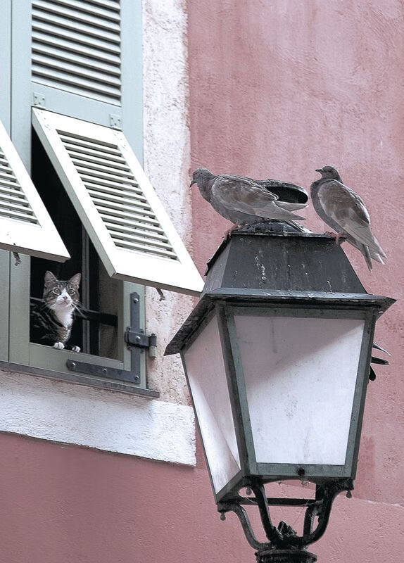 绿金战记，当锡安于宿敌战场降临，一扣定乾坤