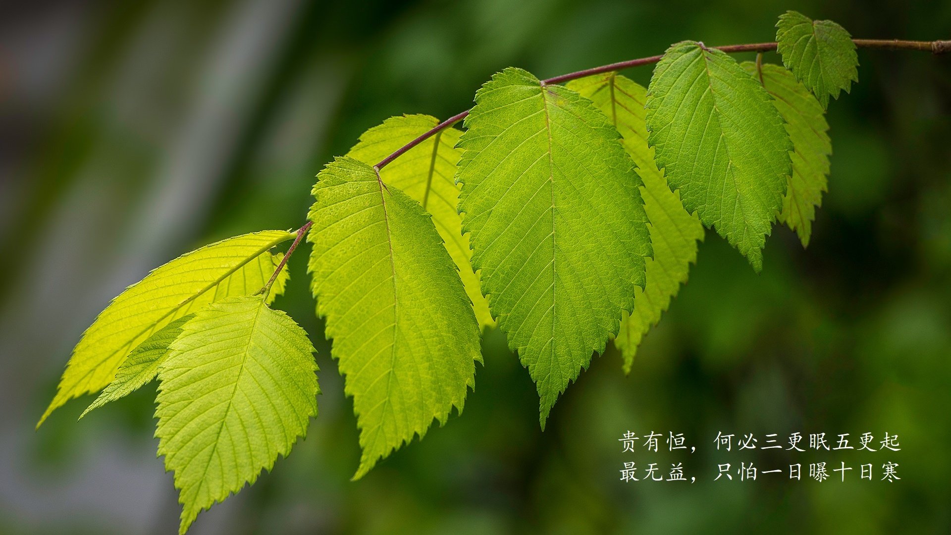 开云官网-防守，是最极致的进攻，当哈利伯顿用铁锁扼住公牛的咽喉